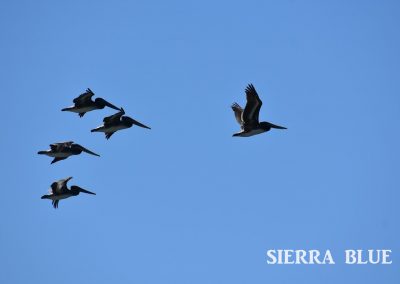 Pelicans Dillon Beach