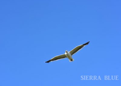 Seagul Dillon Beach