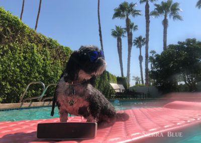 Dog in Palm Springs in Pool