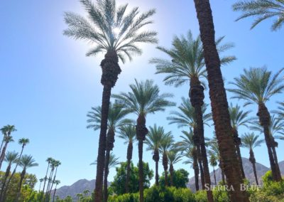 Indian Wells Palm Trees