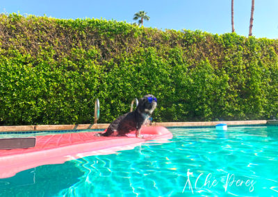 Dog in pool in Indian Wells