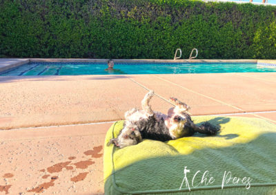 Dog by pool in Indian Wells