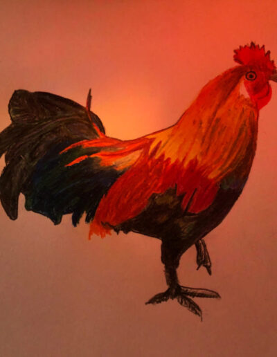 Hand drawn rooster