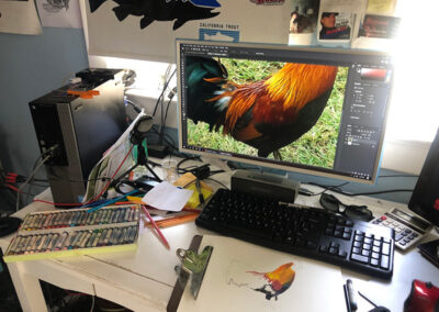 Drawing a rooster