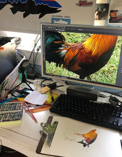 Drawing a rooster