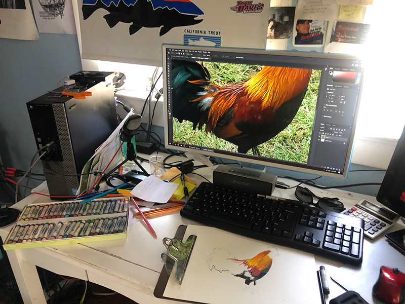 Drawing a rooster