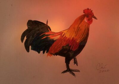 hand drawn rooster from Kauai
