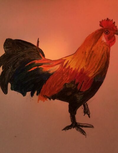 hand drawn rooster from Kauai